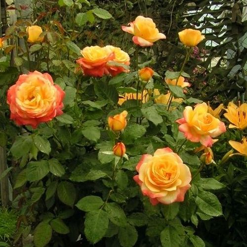 Żółto - różowy  - Róże pienne - z kwiatami hybrydowo herbacianymi - korona równomiernie ukształtowana
